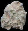 Polished Fossil Coral - Morocco #60046-1